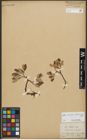 Foto von Salix reticulata L. x Salix waldsteiniana Willd.